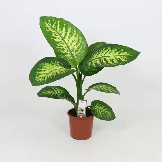 Dieffenbachia 'Tropic Snow' 17cm - image 1