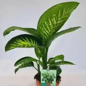 Dieffenbachia 'Tropic Snow' 19cm