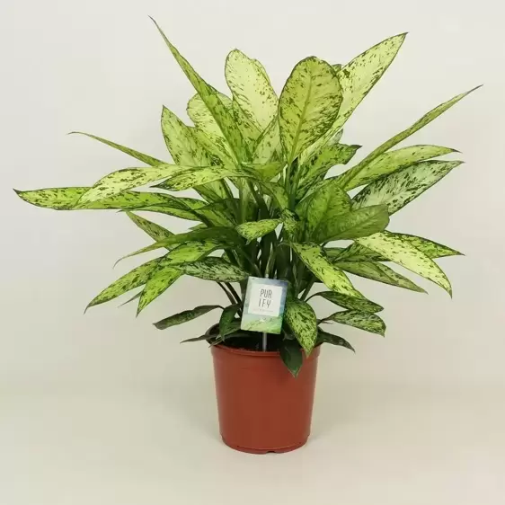 Dieffenbachia 'Vesuvius' 24cm