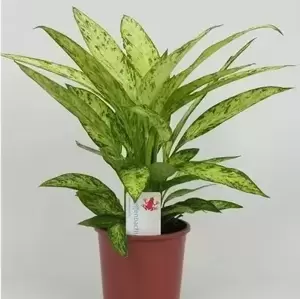 Dieffenbachia 'Vesuvius' 17cm