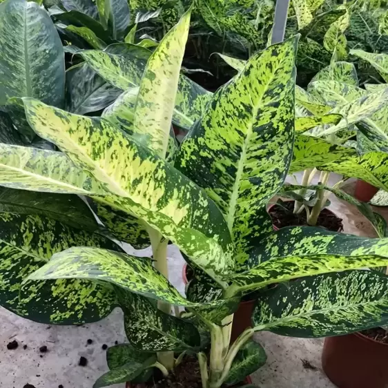 Dieffenbachia 'White Amazon'