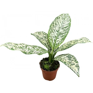 Dieffenbachia 'White Etna' 17cm