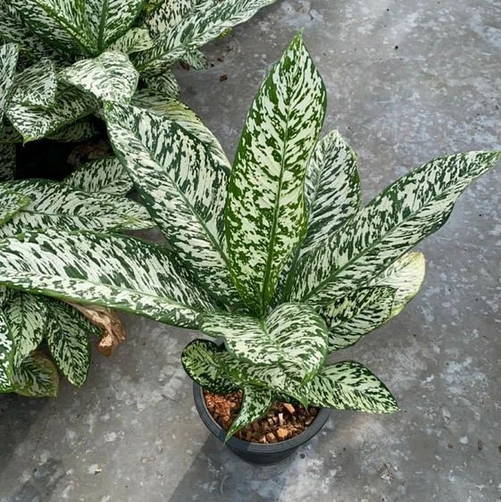 Dieffenbachia 'White Etna' 24cm - image 1