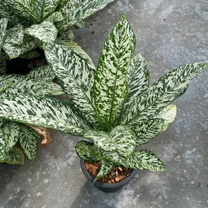 Dieffenbachia 'White Etna' 24cm