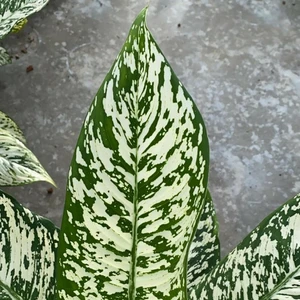 Dieffenbachia 'White Etna' 24cm - image 2
