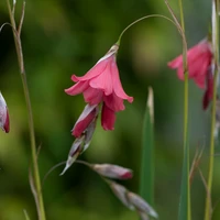 Dierama