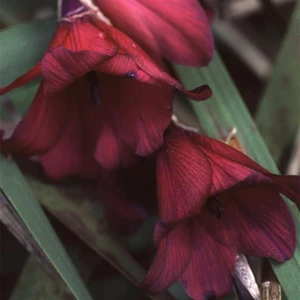 Dierama 'Blackbird' 7cm