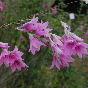 Dierama 'Pink Rocket' 7cm