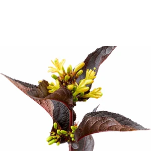 Image Credit: Magical Garden Plants