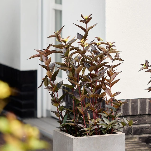 Image Credit: Magical Garden Plants