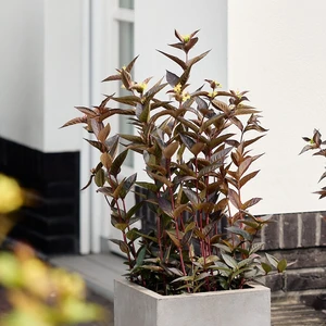 Image Credit: Magical Garden Plants