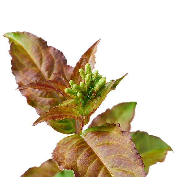 Image Credit: Magical Garden Plants