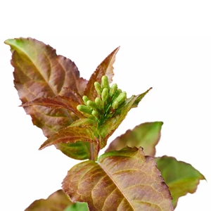 Image Credit: Magical Garden Plants