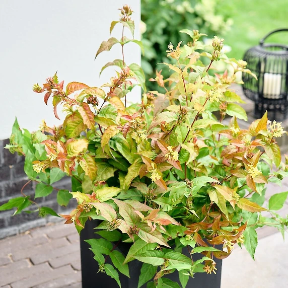 Image Credit: Magical Garden Plants