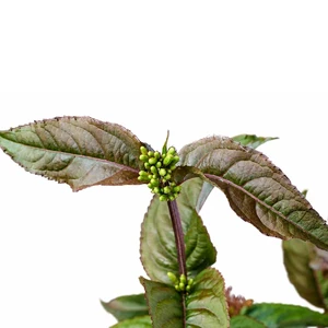 Image Credit: Magical Garden Plants
