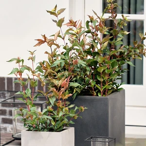 Image Credit: Magical Garden Plants