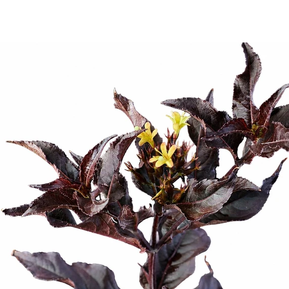 Image Credit: Magical Garden Plants