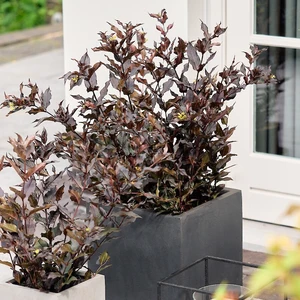 Image Credit: Magical Garden Plants