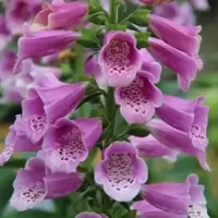 Digitalis