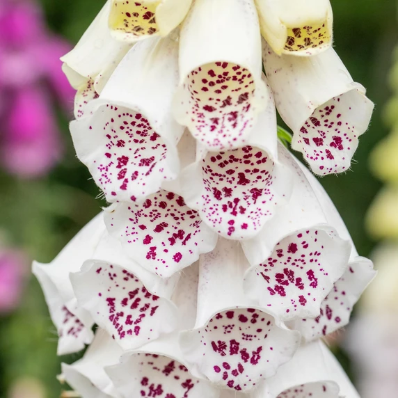 Digitalis purpurea 'Alba' 1L - image 1