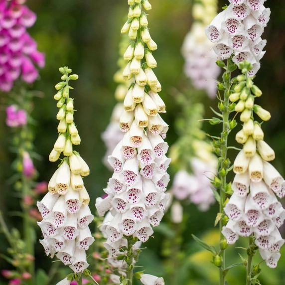 Digitalis purpurea 'Alba' 1L - image 2