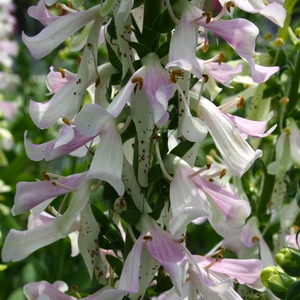 Digitalis 'Apple Blossom'