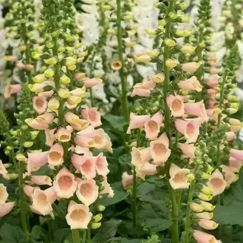 Digitalis 'Apricot Beauty' - image 2