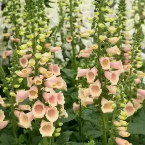Digitalis 'Apricot Beauty' - image 2