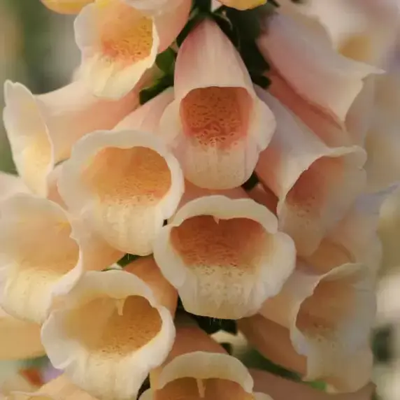 Digitalis 'Apricot Beauty' - image 1