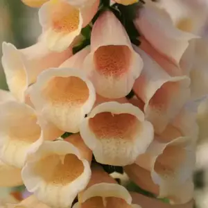 Digitalis 'Apricot Beauty'