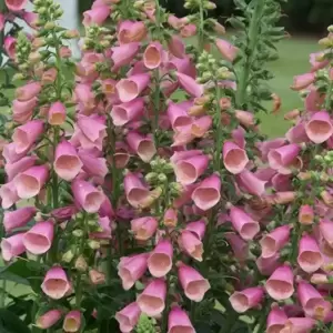 Digitalis 'Arctic Fox Rose'