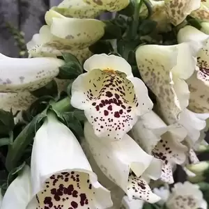 Digitalis purpurea 'Dalmatian Cream' 2L