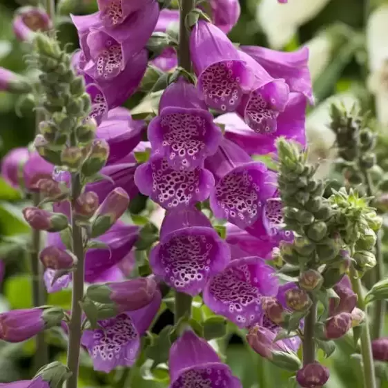 Digitalis purpurea 'Dalmatian Purple' 3L