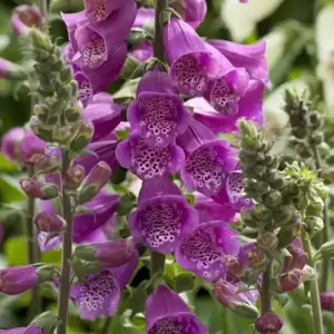 Digitalis purpurea 'Dalmatian Purple' 1L