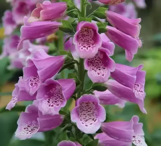 Digitalis purpurea 'Dalmatian Rose' 2L