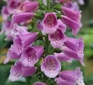 Digitalis purpurea 'Dalmatian Rose' 1L