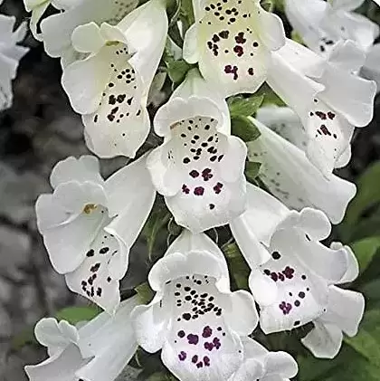 Digitalis purpurea 'Dalmatian White' 3L - image 2
