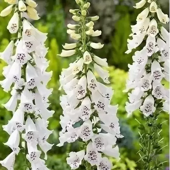 Digitalis purpurea 'Dalmatian White' 3L - image 1