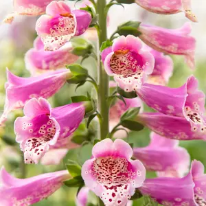 Image Credit: Syngenta