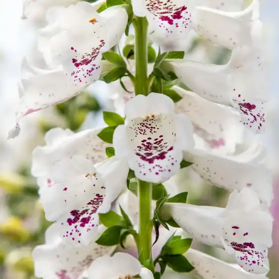 Image Credit: Syngenta