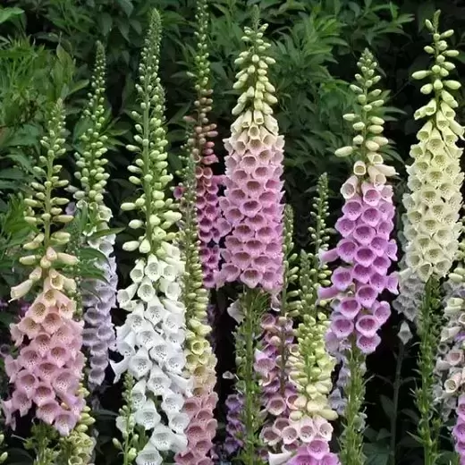 Digitalis 'Excelsior Mixed' 3L