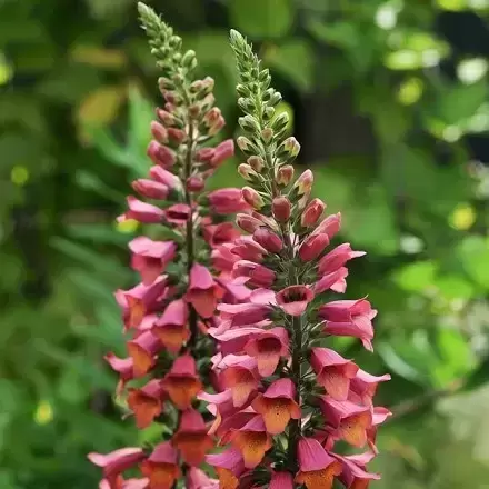 Digitalis × valinii 'Foxlight Ruby Glow' 1L - image 2