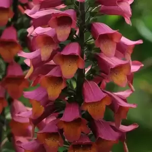 Digitalis × valinii 'Foxlight Ruby Glow' 1L - image 1