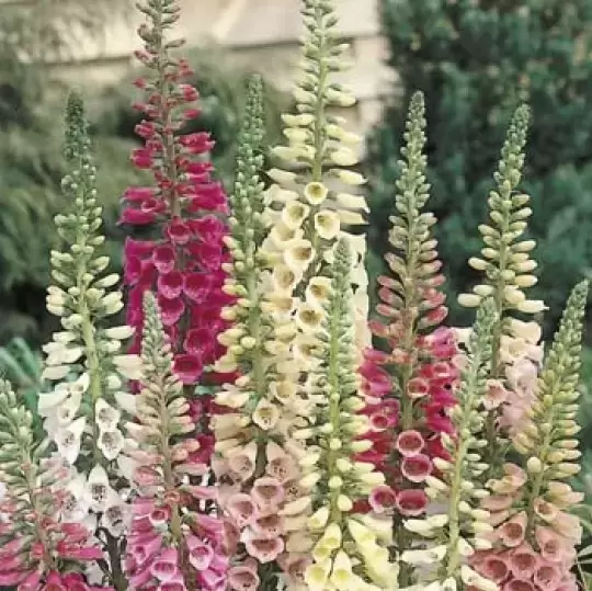 Digitalis 'Giant Spotted' Cowell's Garden Centre Woolsington