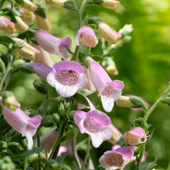 Digitalis purpurea 'Hanabee Pink'