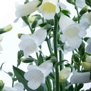 Digitalis purpurea 'Hanabee White'