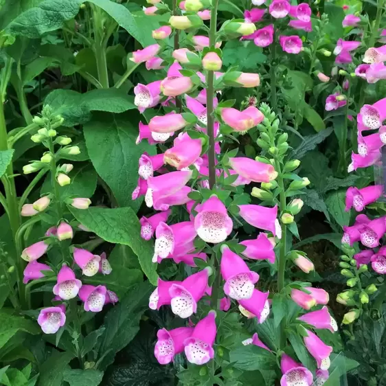 Digitalis 'Lucas' 3L