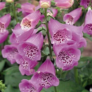 Digitalis 'Lucas' 2L