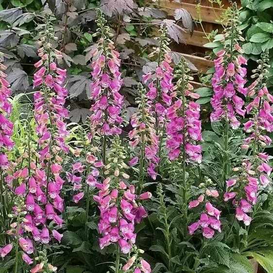 Digitalis 'Panther' 3L