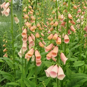 Digitalis purpurea 'Sutton's Apricot' 1L